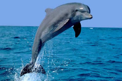Delfiindeko