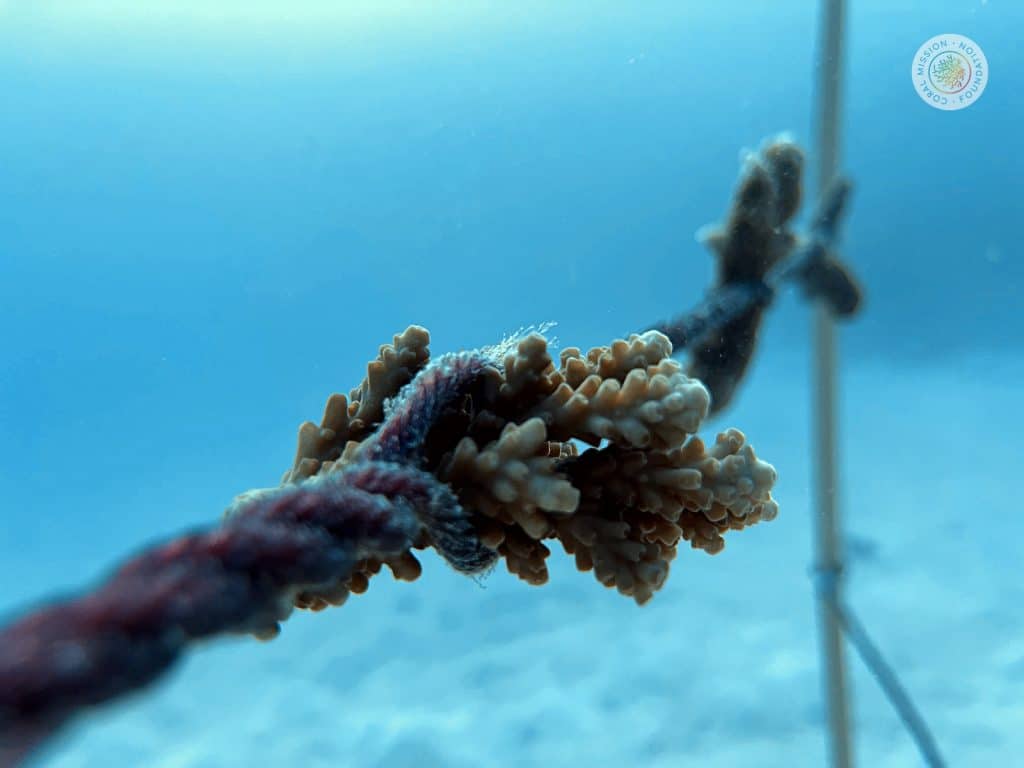 coral farming - maldives