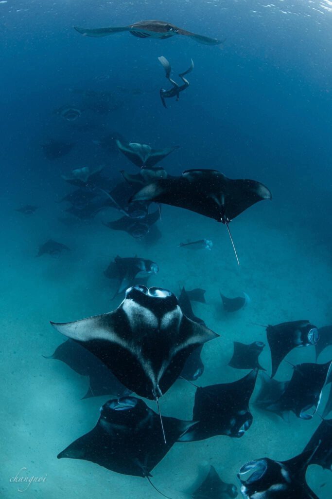 manta rays swimming by