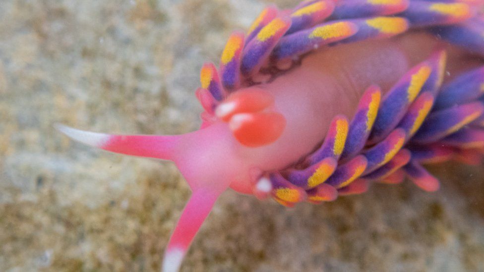 vicky barlow sea slug uk