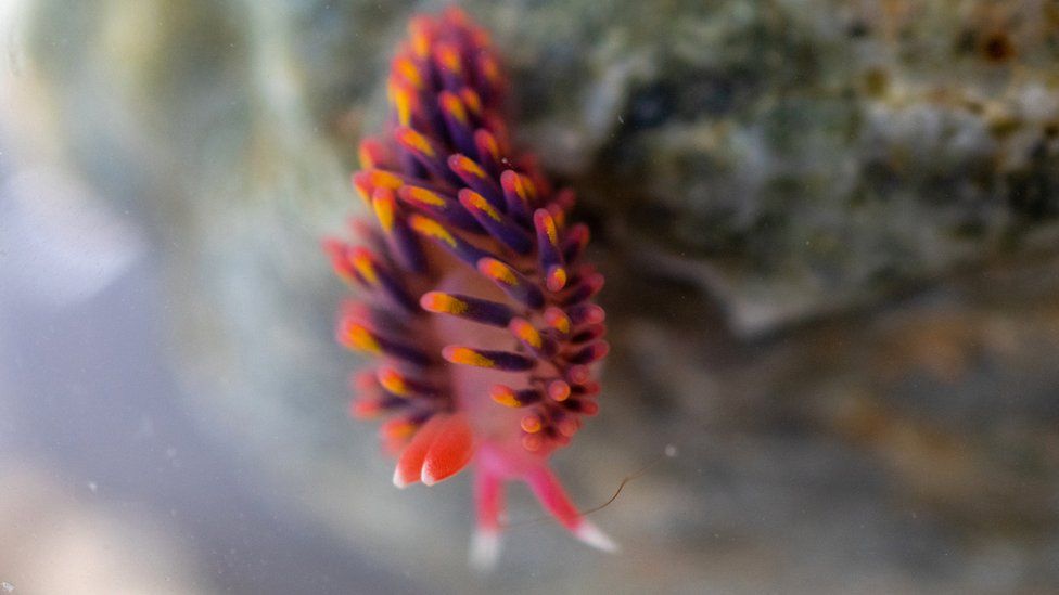 sea slug rainbow spotted in UK