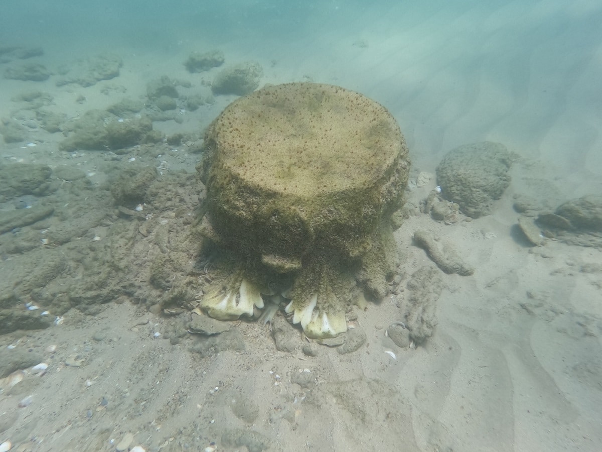 Ancient shipwreck and 44 tons of artifacts found off the coast of Israel