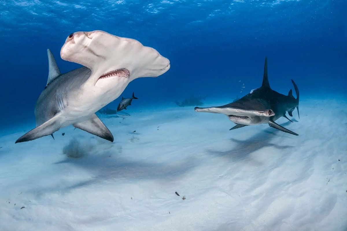 two sharks