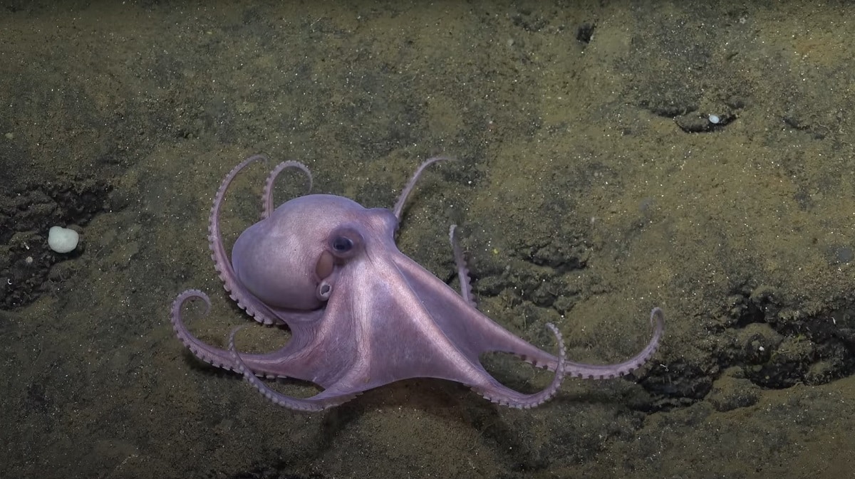 An Octopus recorded by the SuBastian ROV
