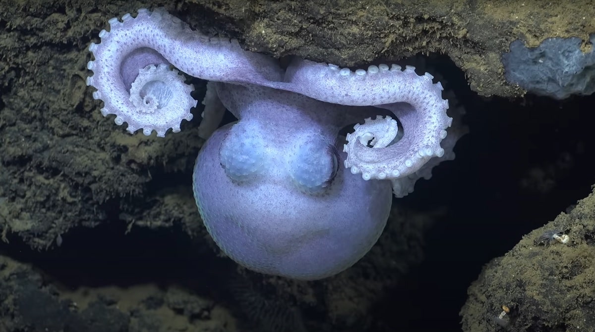 octopus nursery
