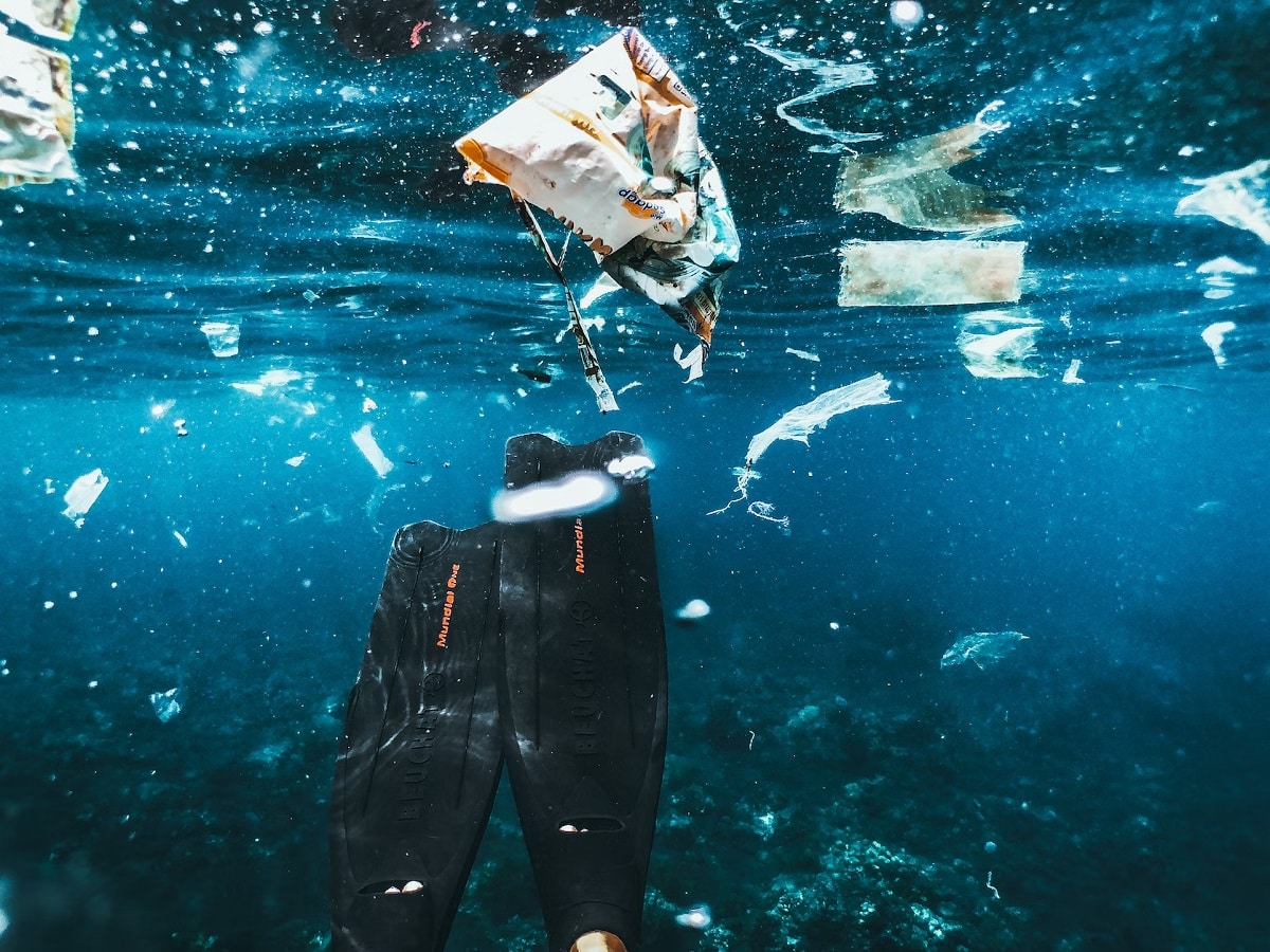Sharks and plastic