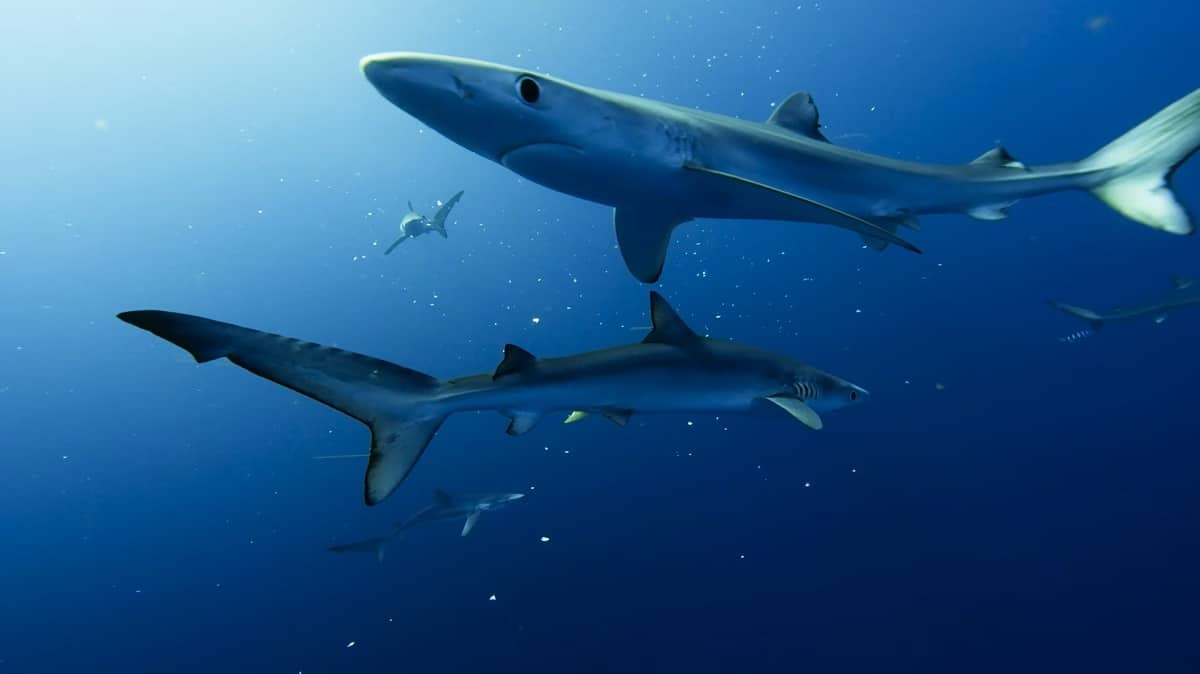 blue sharks