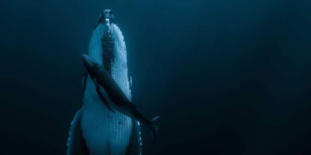 Photo of sleeping whale with cub wins contest and $120k!