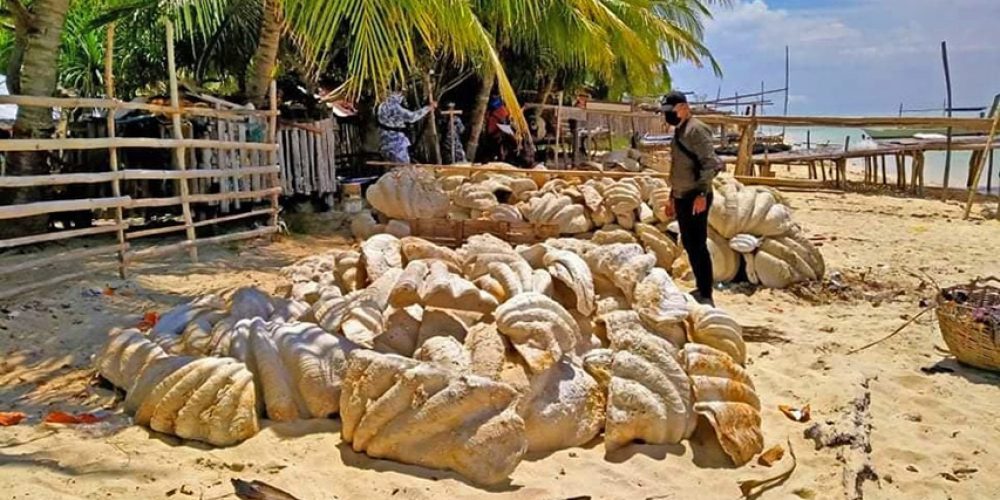 150 tonnes of giant clam shells seized in the Philippines