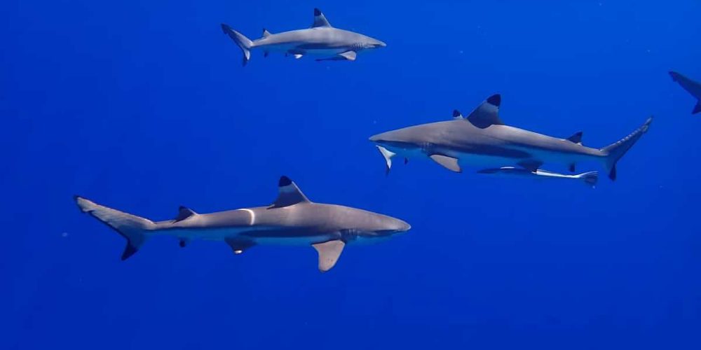 Sharks and plastic – how it affects these magnificent creatures?