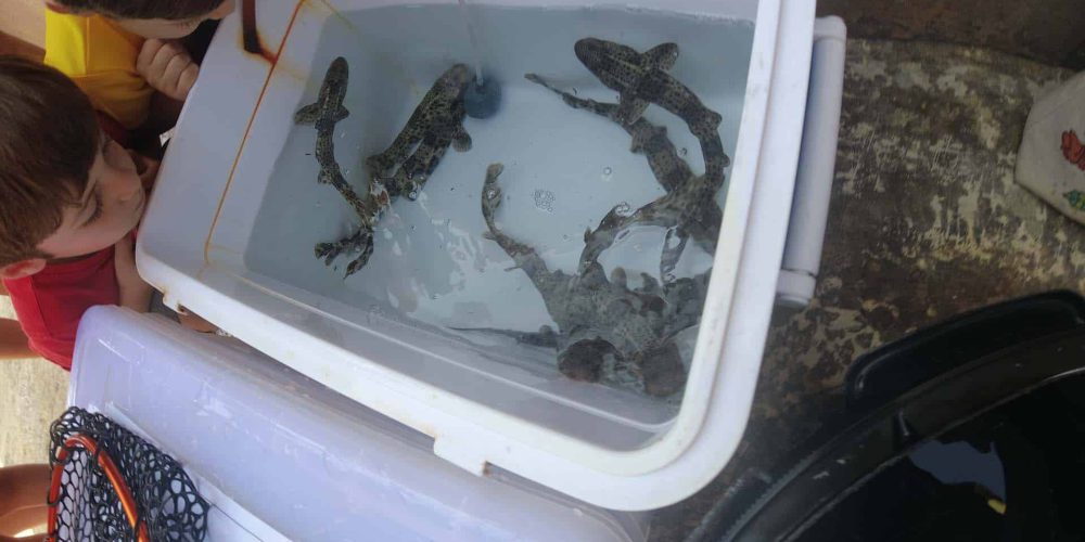 Nine Baby Sharks Released in Maltese Waters