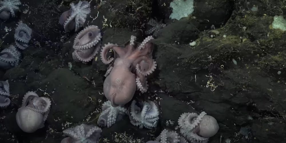 Octopus nursery in the depths of the Pacific Ocean – remarkable discovery made by scientists in Costa Rica