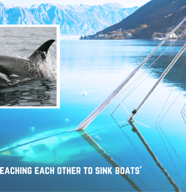 Yacht sunked by orcas