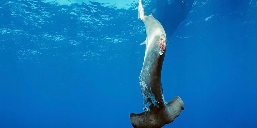 Great news from the UK – King Charles III set to ban the shark fin trade