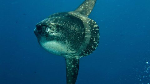 Wonderful Mola Mola spotted on Malta – are they back for good?