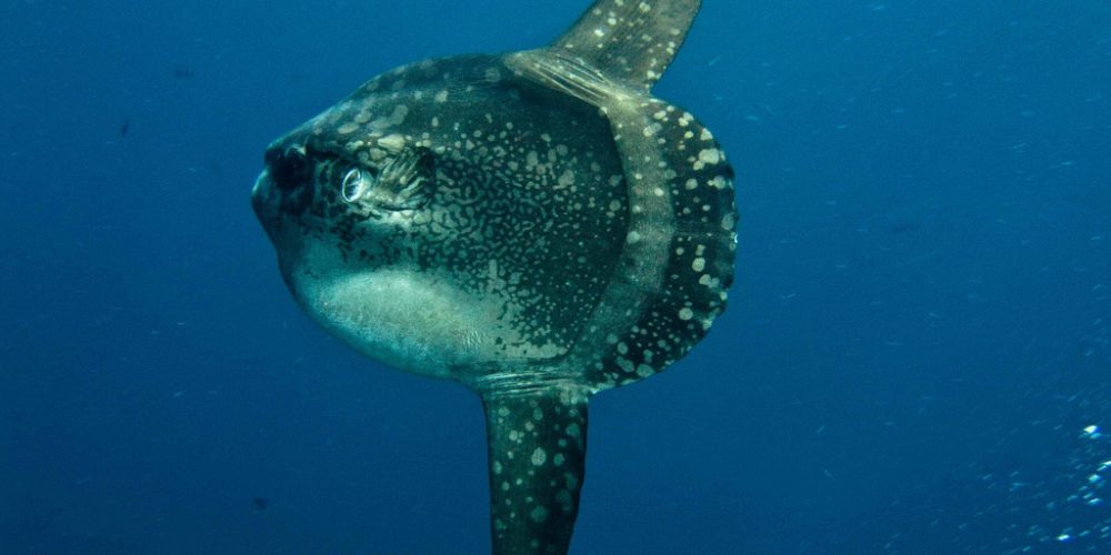 Wonderful Mola Mola spotted on Malta – are they back for good?