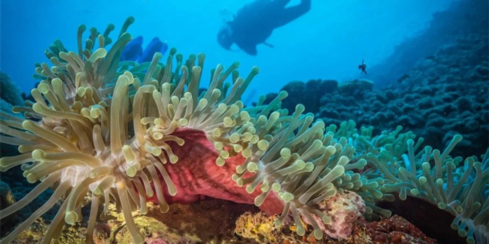 A coral sanctuary has been discovered on the east coast of Africa