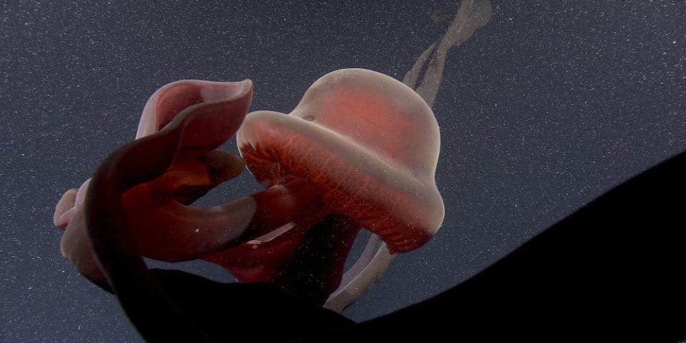 A giant and extremely rare jellyfish has been filmed in the ocean depths