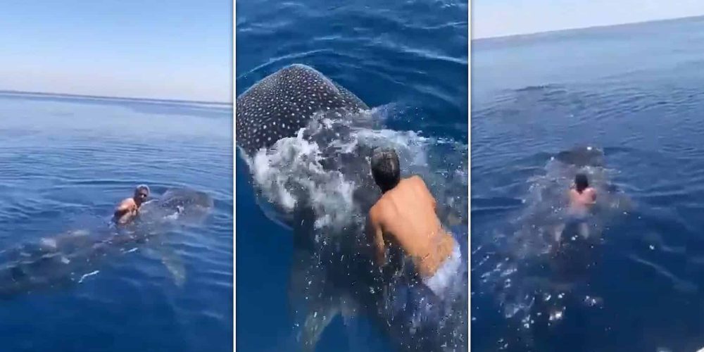 A man tried to ride a whale shark!