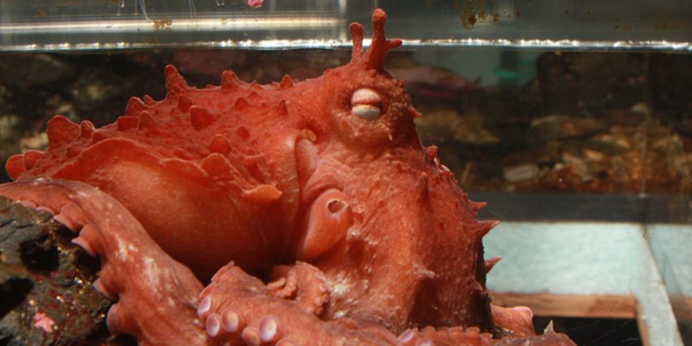 A new species of giant octopus has been discovered!