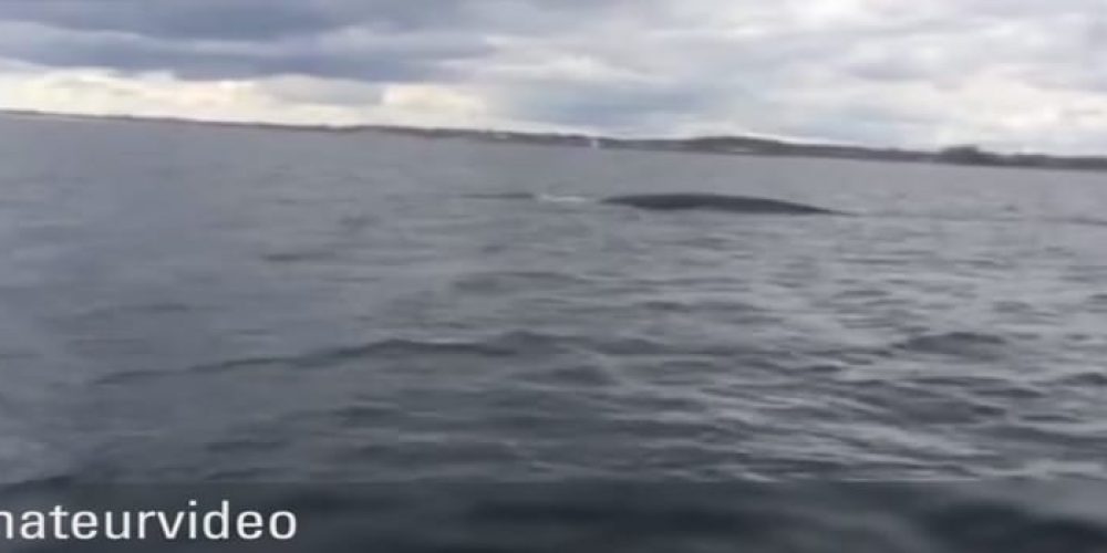 Anglers recorded a whale that entered the Baltic Sea! – video