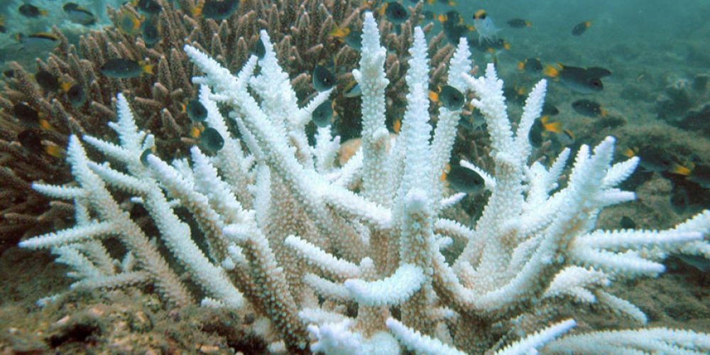 Another massive coral bleaching on the Great Barrier Reef