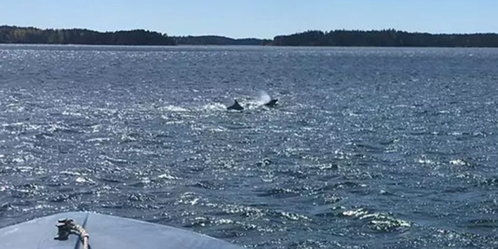 Bottlenose dolphins have returned to Finland after 70 years!