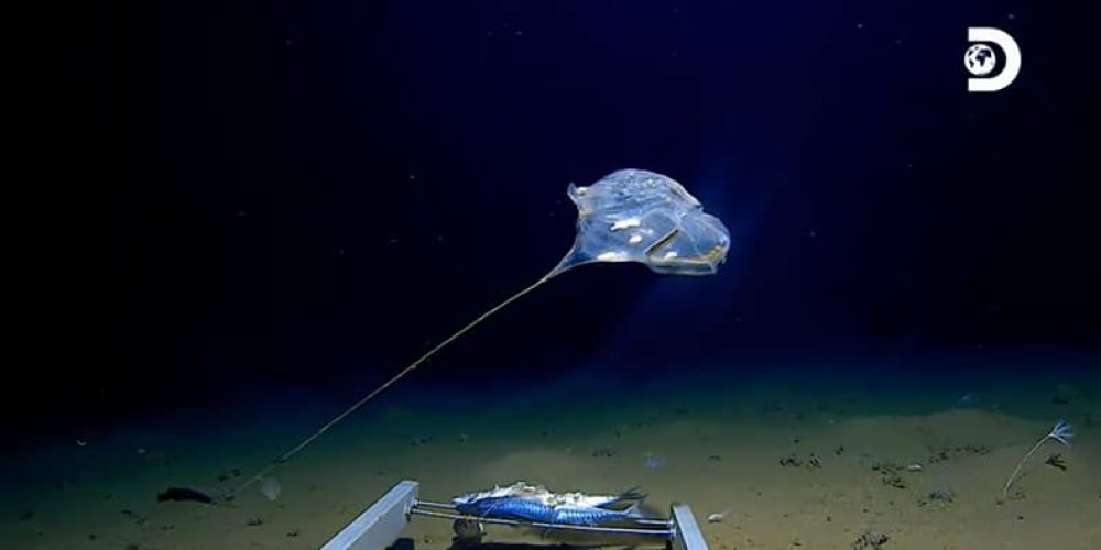 Caladan Oceanic and NOAA to map ocean depths