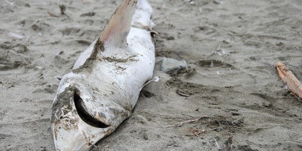California – Bill to ban shark fin trade hits Senate floor