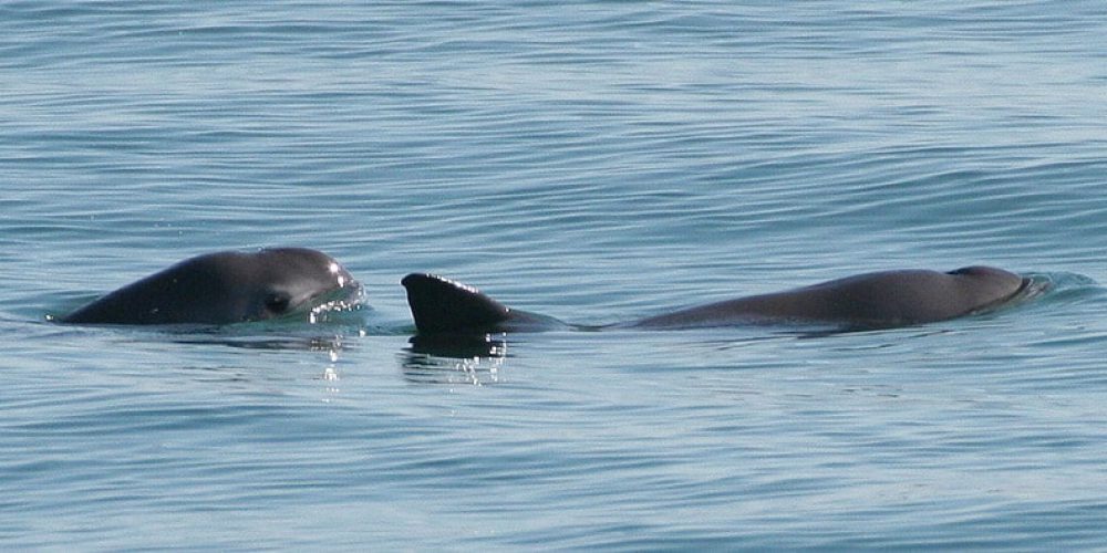 California porpoise close to extinction