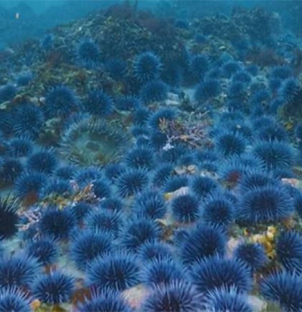 California seaweed forests threatened by 'zombie' sea urchins