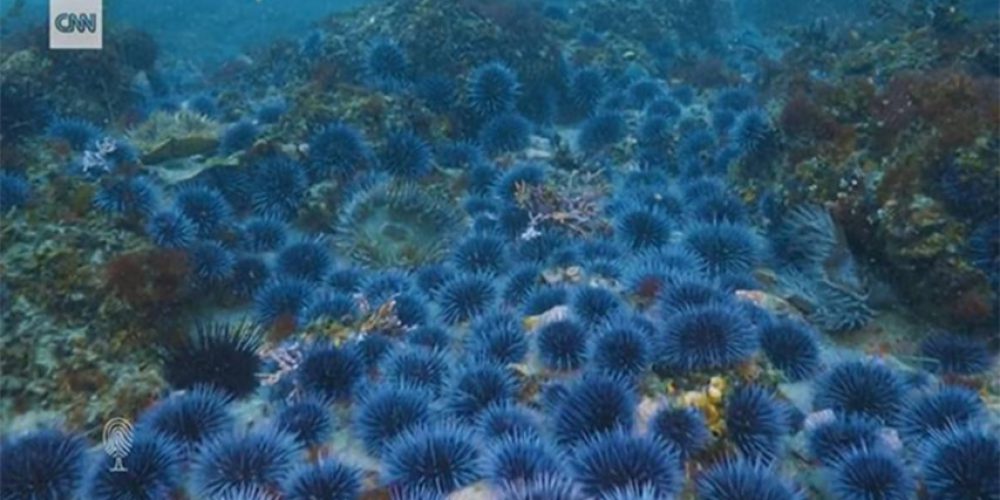 California seaweed forests threatened by ‘zombie’ sea urchins
