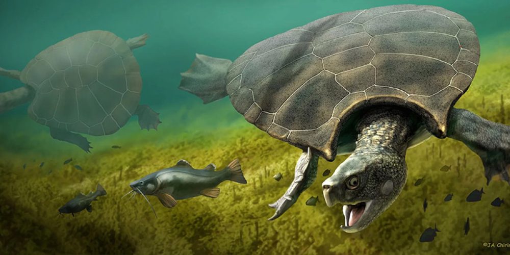Car-sized turtle fossil discovered