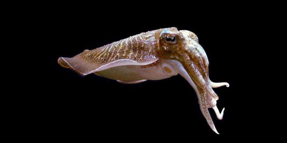 Cuttlefish pass a test examining intelligence in humans