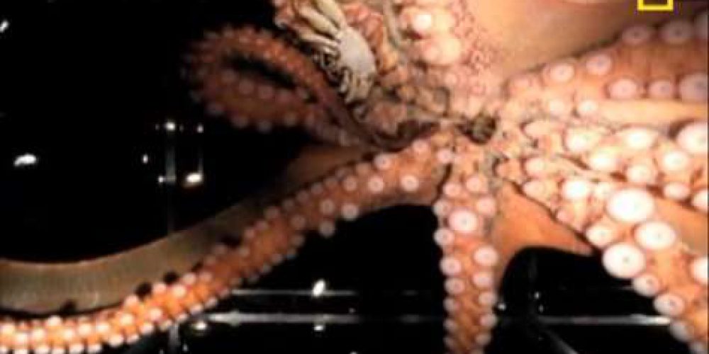 Cyanea octopus – an underwater chameleon