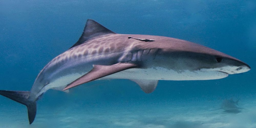 Diver killed by shark off Costa Rica coast