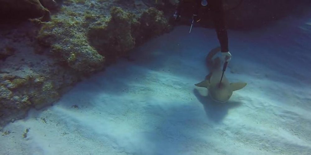 Diver saves shark by pulling knife from its head