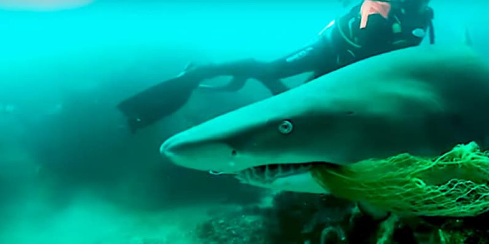 Diver saves shark from painful death – video