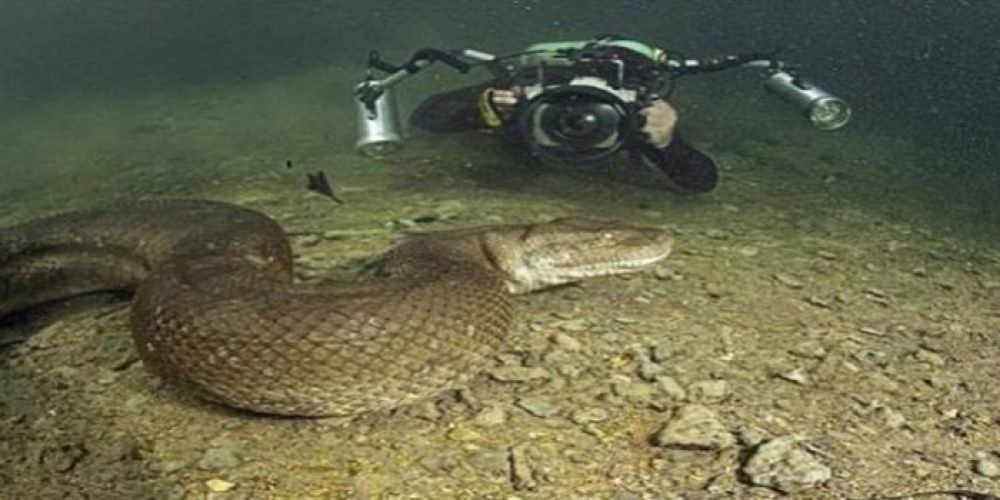 Diving with anacondas in the Brazilian jungle – video