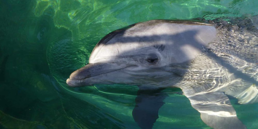 Dolphin therapy facts and myths