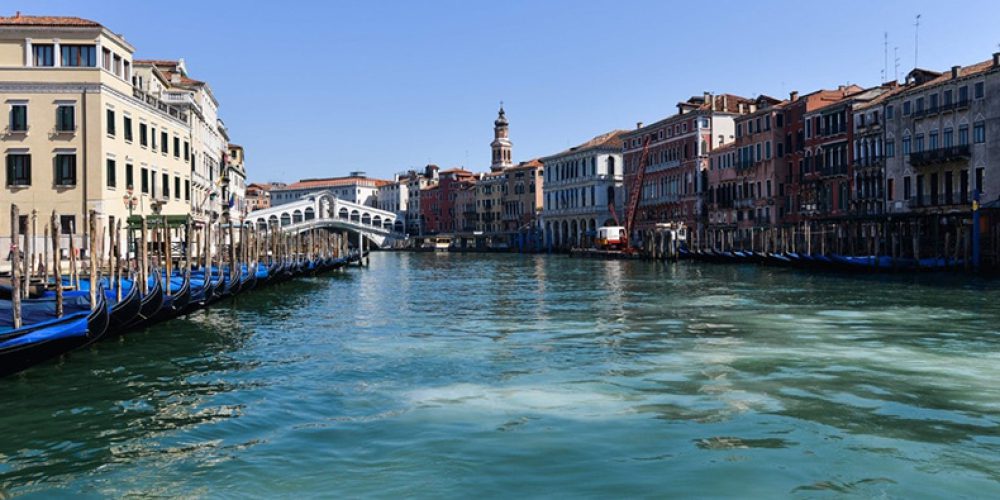 Dolphins appeared in the canals of Venice
