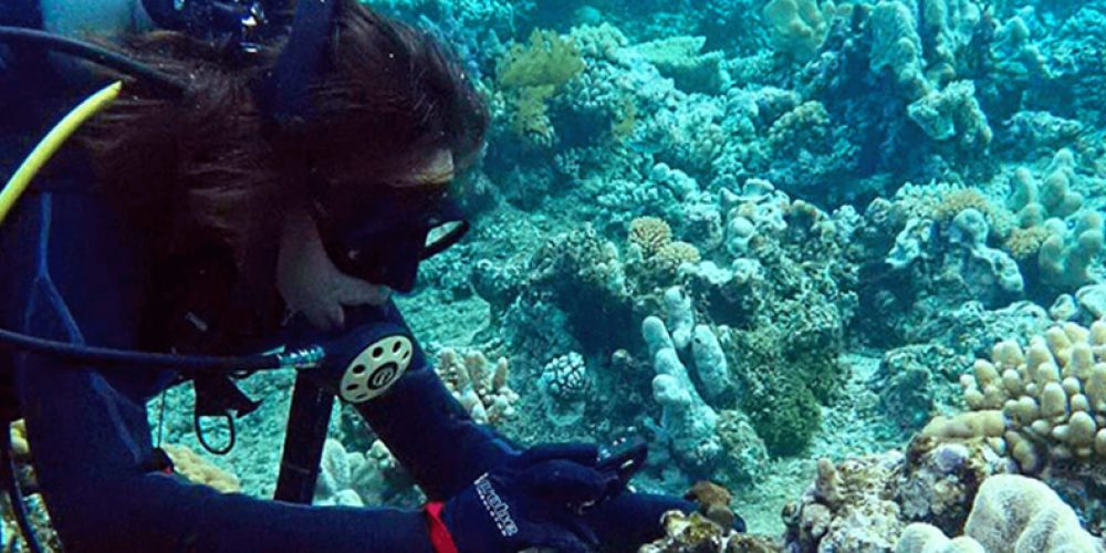 Dozens of new corals discovered in Australia