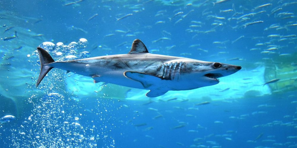 Egypt: Hurghada coast closed after deadly shark attacks
