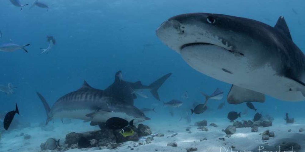 End of shark fin trade in US – Senate passes changes