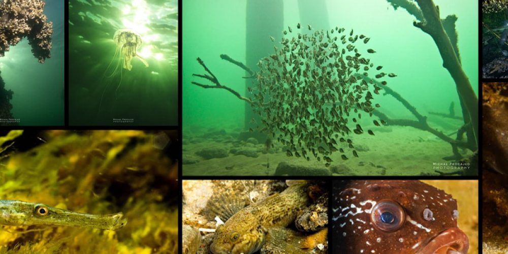Exhibition of underwater photography at the Gdynia Aquarium