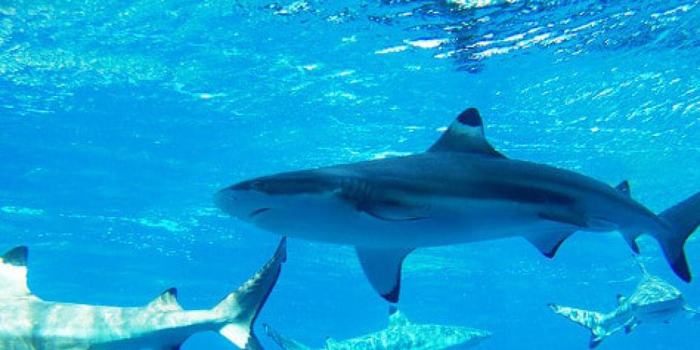First case of hybrids among sharks