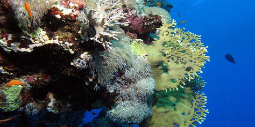First coral reef living in cold waters off the coast of Mauritania discovered!