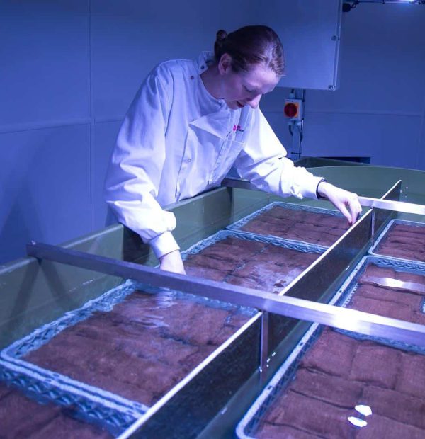 First seeds planted at National Marine Aquarium's seagrass laboratory