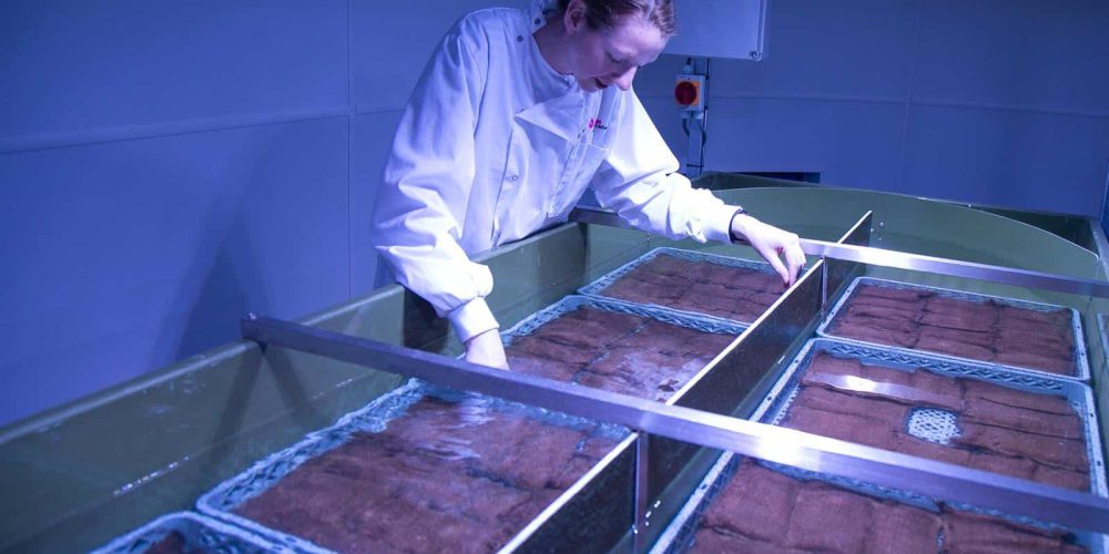 First seeds planted at National Marine Aquarium’s seagrass laboratory