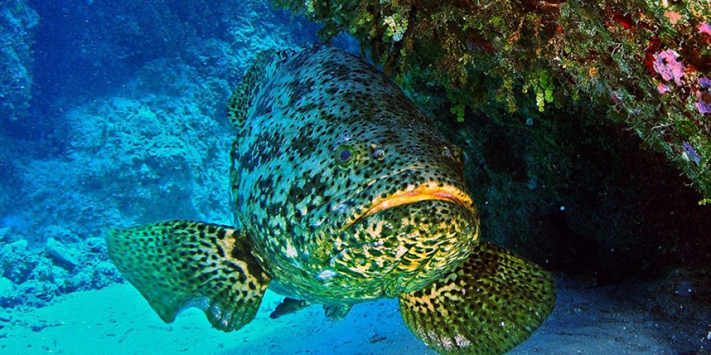 Florida plans to lift ban on hunting goliath groupers